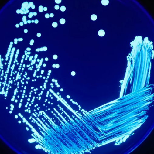 Legionella Water Testing